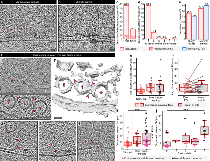 Fig. 5: Multivesicular release and filamentous interconnectors mediating SV resupply.