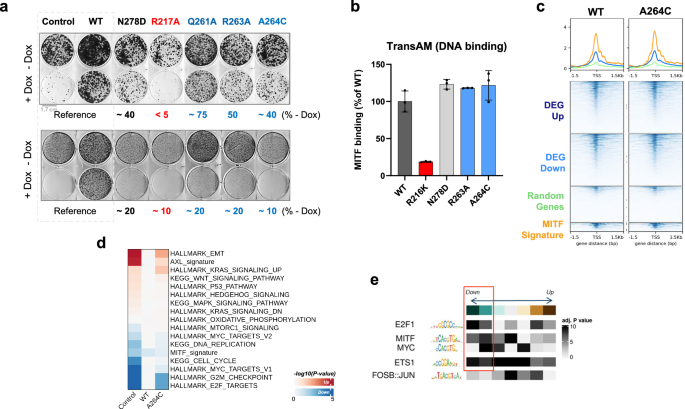 Fig. 10: Mutations in the kink pocket induce functional inhibition of MITF.