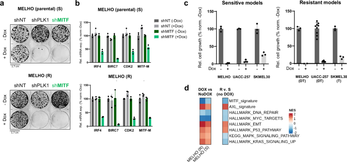 Fig. 2: Cell autonomous dependence on MITF in models of acquired resistance to MAPK inhibitors.