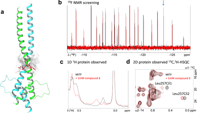Fig. 3: Structure of MITF and ligand identification by fragment-based NMR screening.