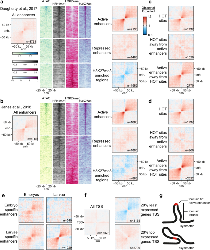 Fig. 1: Active enhancers colocalize with loose 3D structures or fountains.