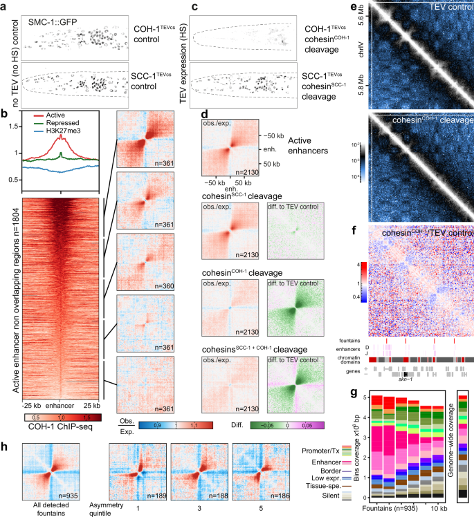 Fig. 2: CohesinCOH-1 creates fountains at active enhancers.