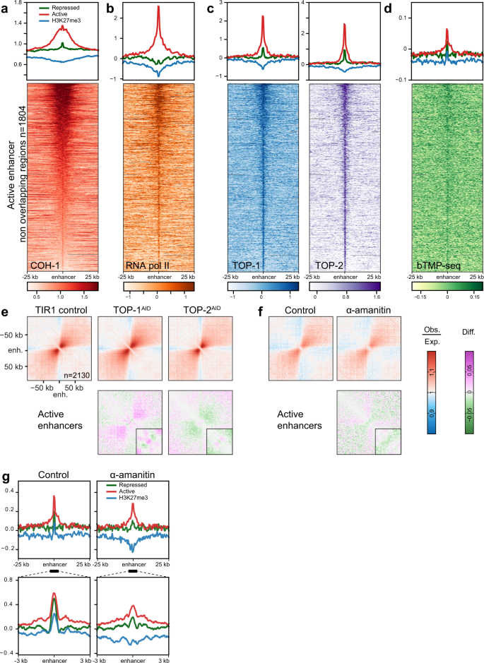 Fig. 3: Active enhancers are bound by topoisomerase and enriched for the negative supercoil binder bTMP.