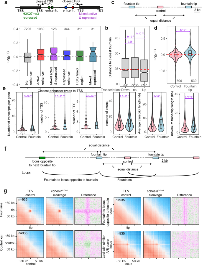 Fig. 4: Active-enhancer proximal genes are upregulated upon COH-1 cleavage, fountains cluster in the nuclear space.