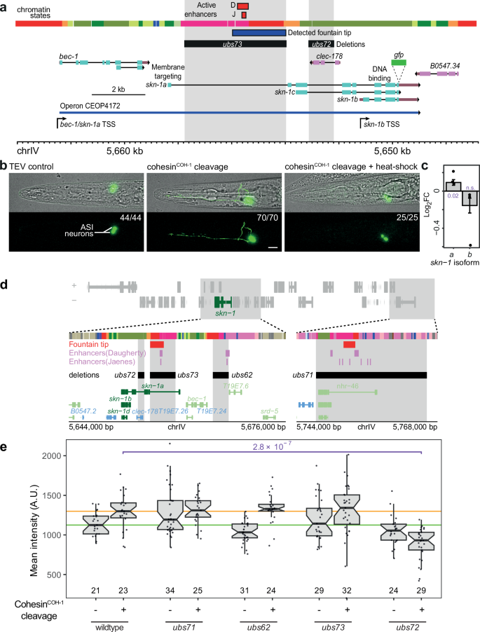 Fig. 5: skn-1/Nrf switches isoform upon cohesinCOH-1 cleavage.