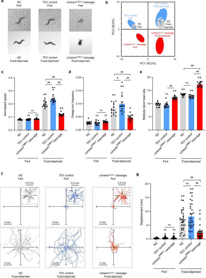 Fig. 6: COH-1 cleavage affects the nervous system function.
