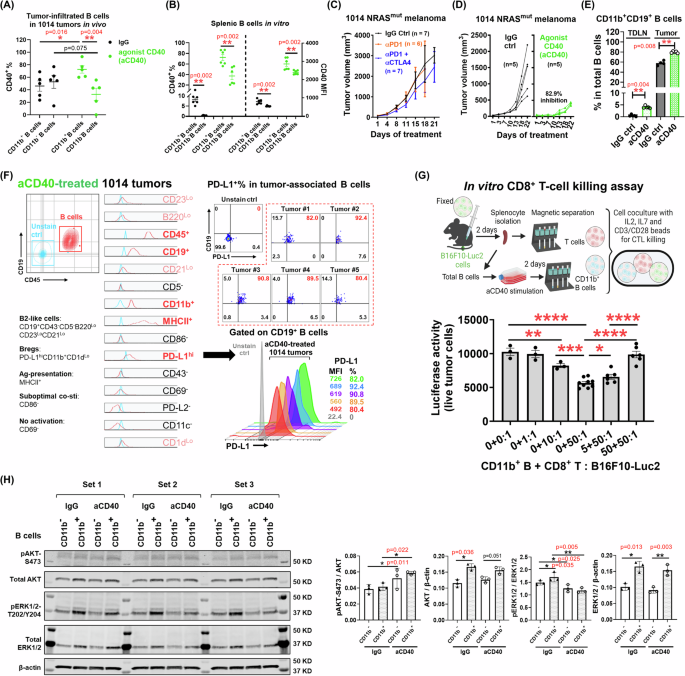 Fig. 2: Agonist CD40 induces CD11b+ regulatory B cells in melanoma.