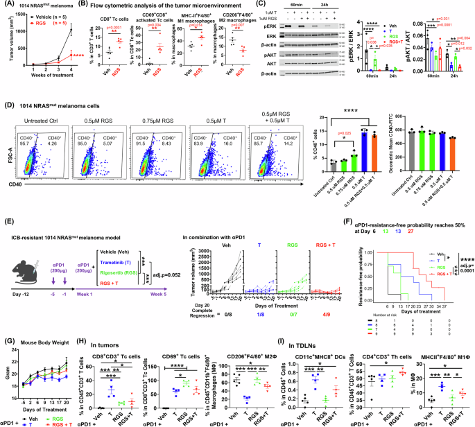 Fig. 3: Anti-PD1 resistant 1014 NRASmut melanoma tumors respond to RAS/MEK/PI3K inhibition.
