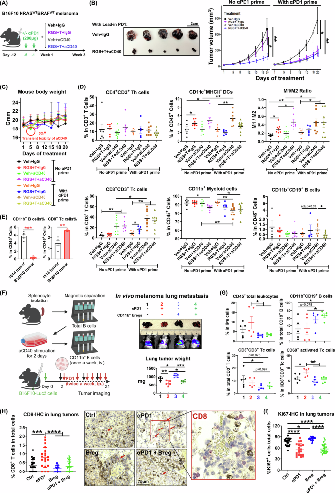 Fig. 5: CD11b+ regulatory B cells reduce CD8+ T cells in B16F10 melanoma and promote melanoma lung metastasis and αPD1-resistance.