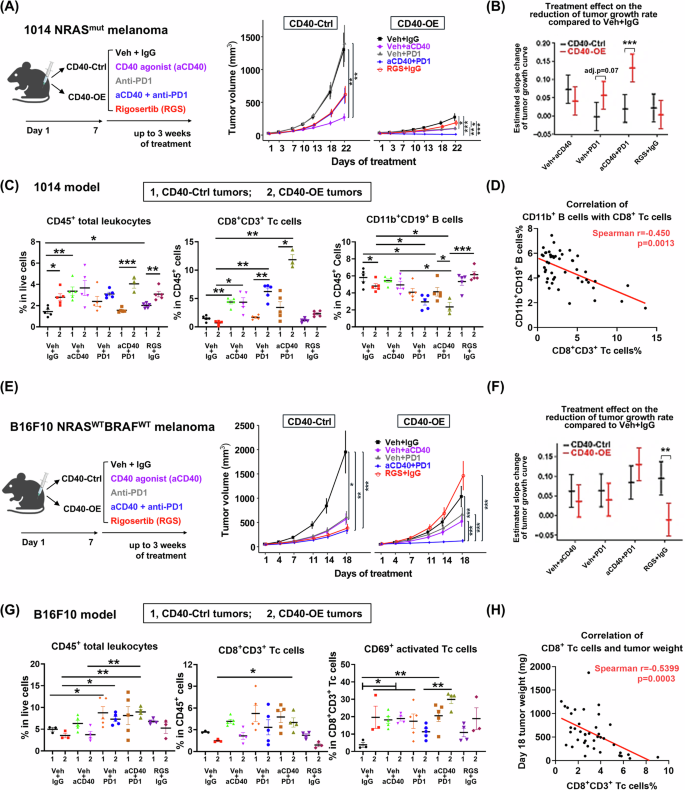 Fig. 6: CD40 overexpression in melanoma cells reduced CD11b+ regulatory B cells in tumors, improved CD8+ T cell activity, and shifted αPD1-non-responding melanomas into responders.