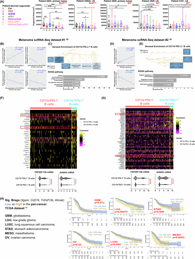 Fig. 8: RAS/MEK/PI3K inhibition plus immunotherapy attenuated the growth of patient-derived organoids (PDO), while systemic CD40 activation is associated with protumor CD20+CD11b+PD-L1+ B cells in patient melanoma tumors.
