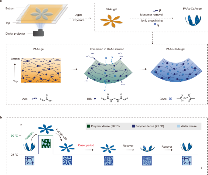 Fig. 1: 4D printing and shape memory process.