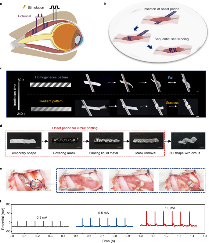 Fig. 5: 4D printed self-winding hydrogel electrodes.