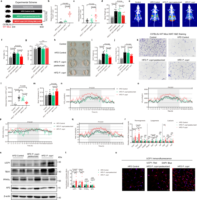 Fig. 2: Supplementation of HFD-induced  adiposity model mice with P. copri alleviates  adiposity and promotes iWAT browning.