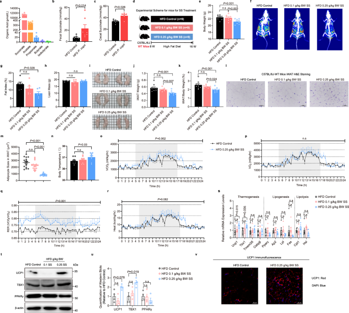 Fig. 3: The primary P. copri metabolite, succinate, recapitulates the P. copri promotion of iWAT browning.