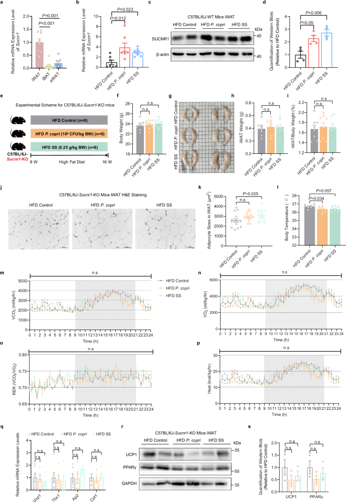 Fig. 4: SUCNR1 is required for P. copri or succinate promotion of iWAT browning.