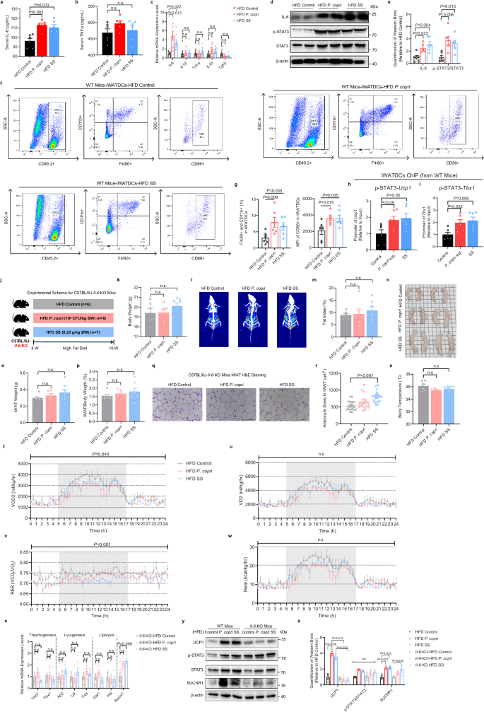 Fig. 5: The IL-6-STAT3 pathway plays a crucial role for iWAT browning in response to P. copri or succinate.