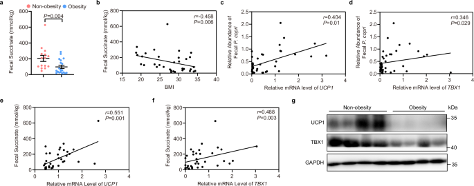 Fig. 7: WAT TBX1 and UCP1 levels positively correlate with the fecal P. copri abundance and succinate content in human individuals.