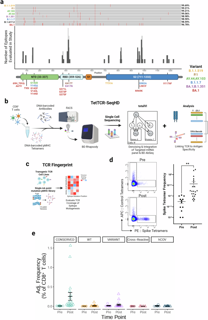 Fig. 1: HLA-A2-restricted CD8+ T cells predominantly target conserved spike epitopes.