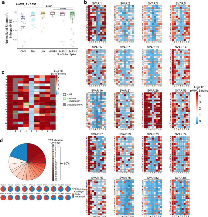 Fig. 3: TCR fingerprinting reveals high mutation coverage by the vaccine-elicited CD8+ T cell repertoire.