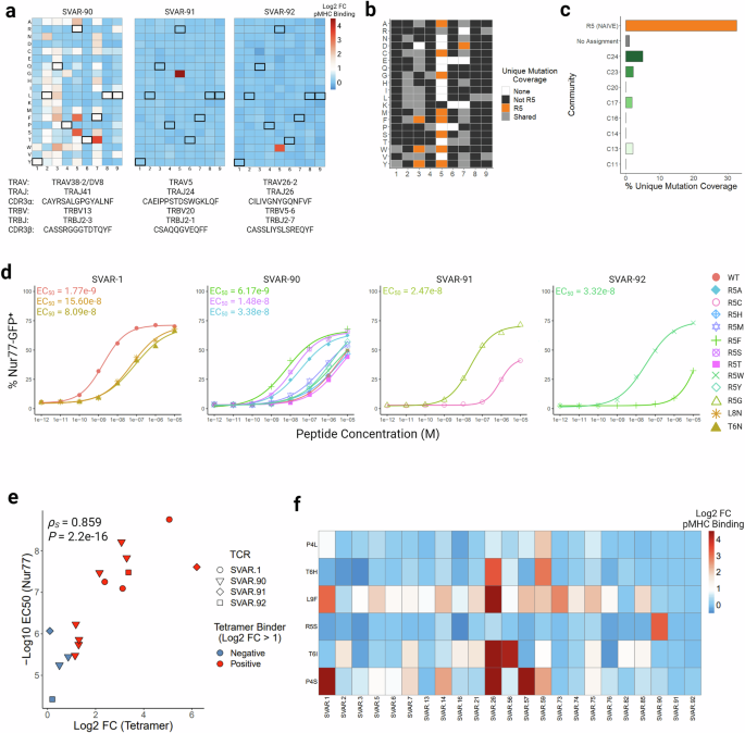 Fig. 5: A gap in the vaccine-elicited TCR repertoire can be filled by the naïve repertoire through the usage of distinct TCR features.