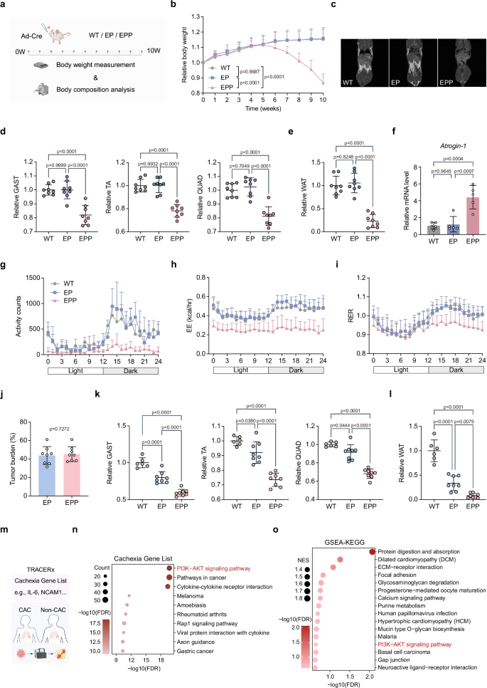 Fig. 1: PIK3CA mutant is associated with cachexia development in lung cancer.