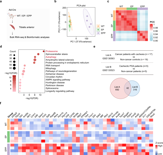 Fig. 2: Characteristics of muscle wasting in cachectic mice recapitulate those observed in patients with cachexia.
