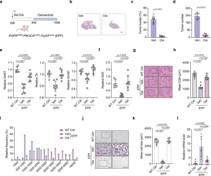 Fig. 3: Osimertinib effectively suppresses cancer progression and alleviates cachexia in TKI-sensitive EGFR-mutant GEMM.