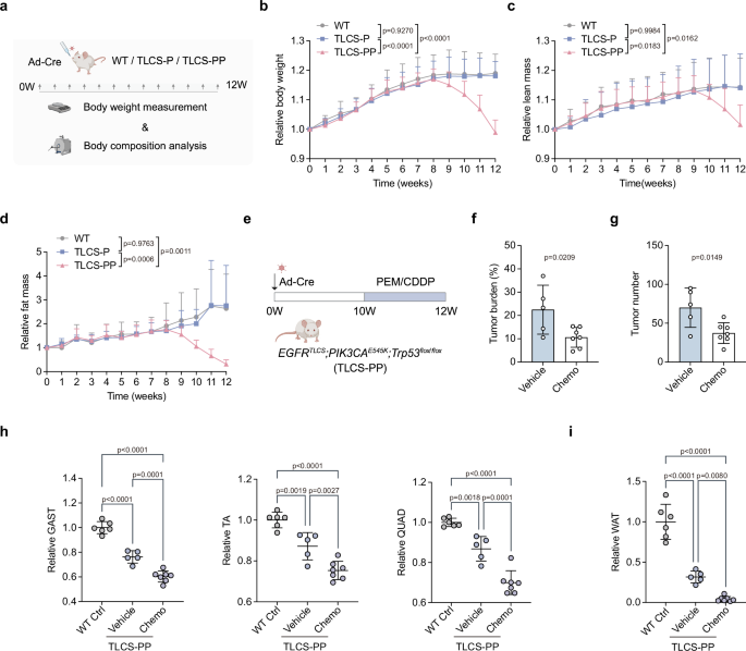 Fig. 4: Chemotherapy fails to alleviate cachexia despite notable tumor suppression in TKI-resistant EGFR-mutant GEMM.