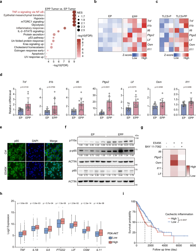 Fig. 5: PIK3CA mutant increases cachexia-associated pro-inflammatory factors expression through NF-κB activation.