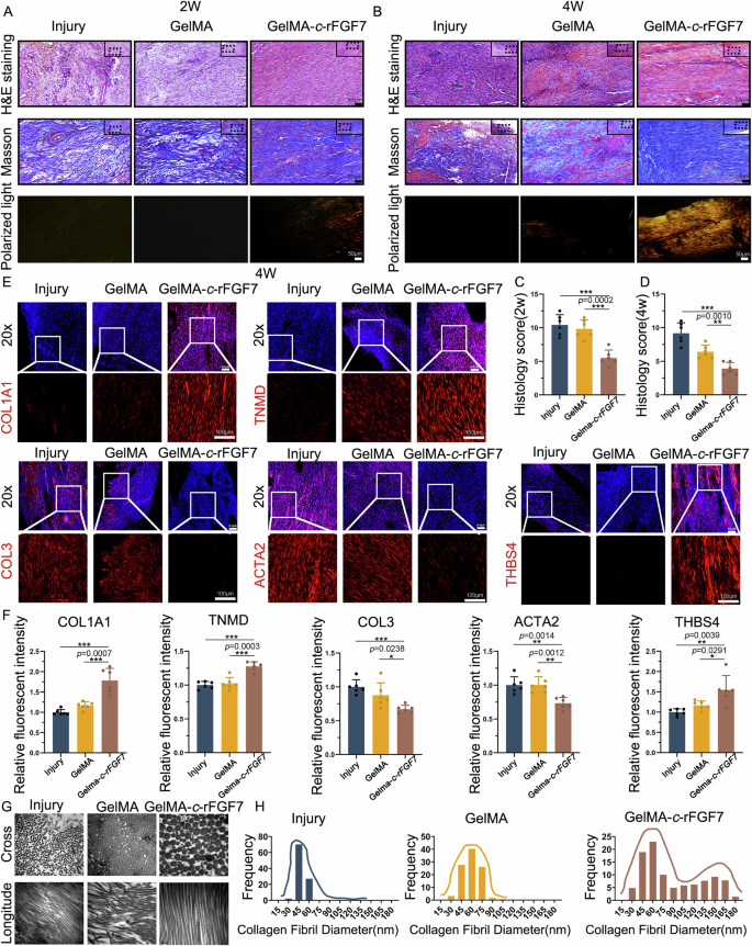 Fig. 10: GelMA-c-rFGF7 regenerates and repairs microscopic and nanoscopic tendon structures while inhibiting fibrotic protein production.