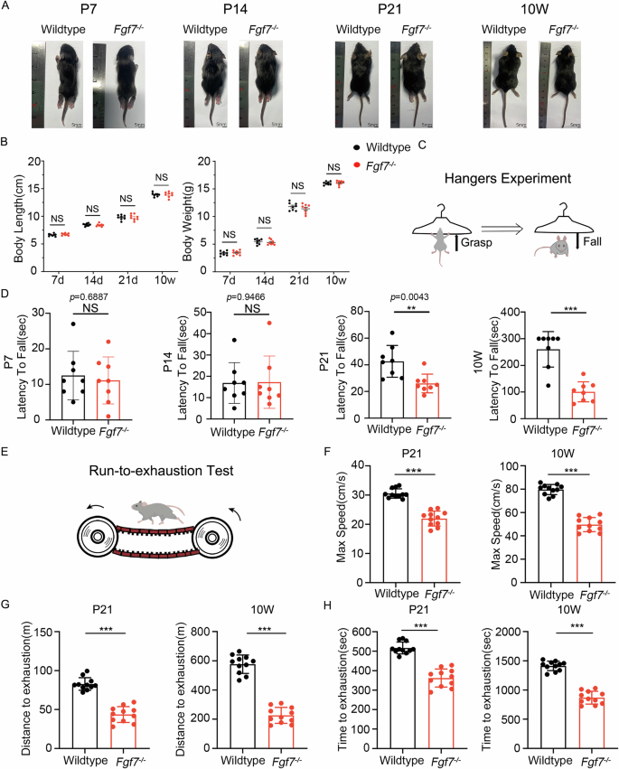Fig. 1: Impaired motor function in Fgf7−/− mice compared to wildtype mice.