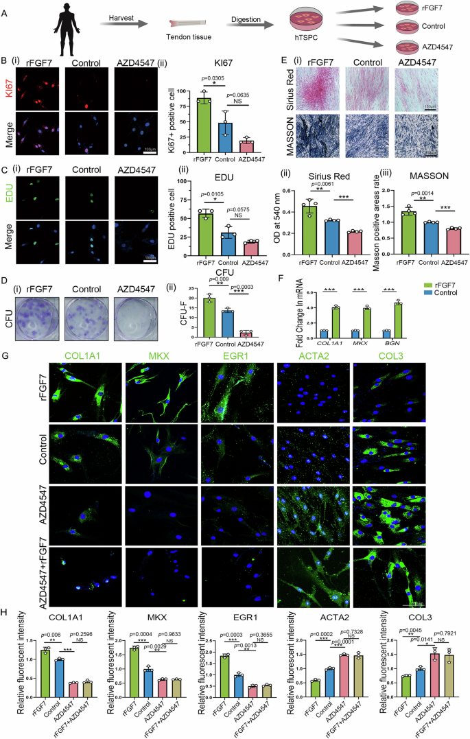 Fig. 4: FGF7 promotes hTSPC tenogenic differentiation and inhibits fibrotic differentiation.