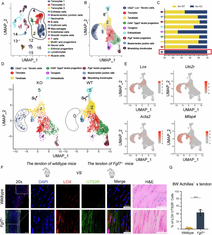 Fig. 5: Fgf7 knockout leads to the emergence of the Lox+Uts2r+ subcluster in Achilles tendon tissues.