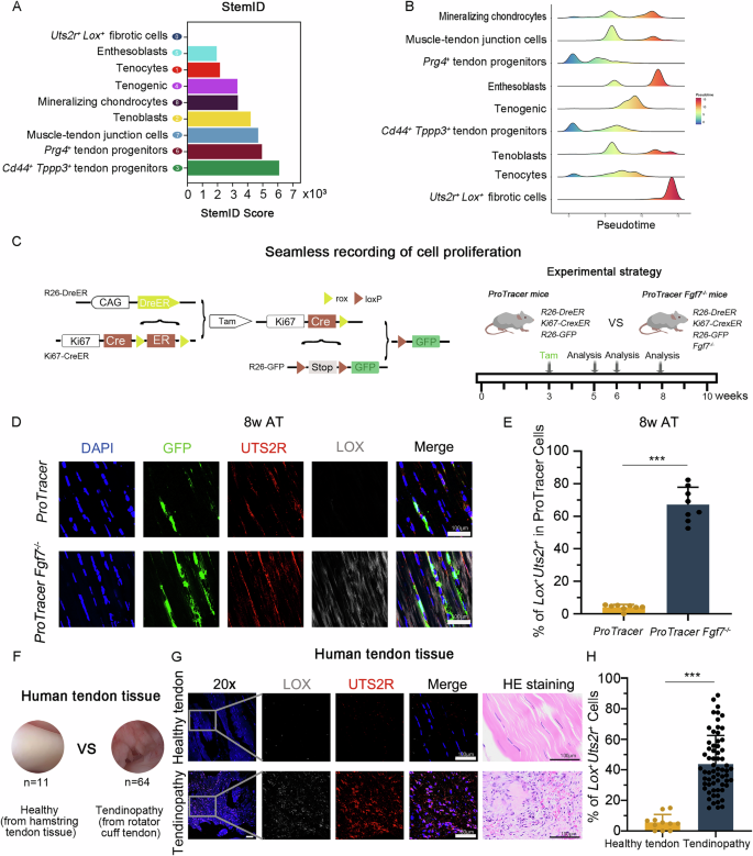 Fig. 6: Fgf7 knockout leads to proliferation and partial differentiation of tenocytes into the Lox+Uts2r+ subcluster.