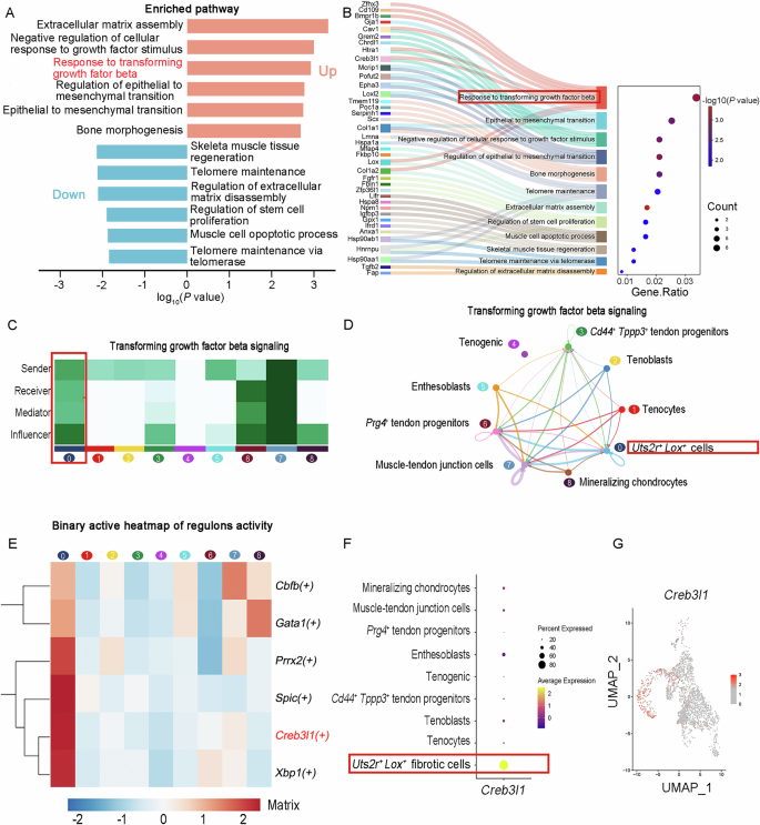 Fig. 7: Activation of the TGF-β pathway via Creb3l1 sustains the Lox+Uts2r+ subcluster in Fgf7 knockout tendon tissue.