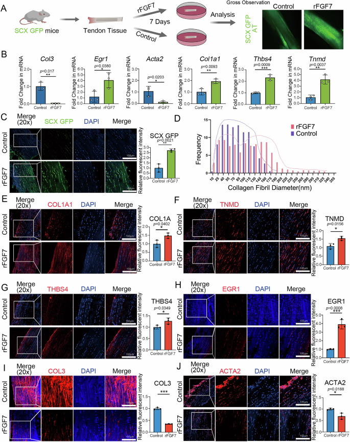 Fig. 8: Application of rFGF7 inhibits fibrotic changes in mouse tendon explants.