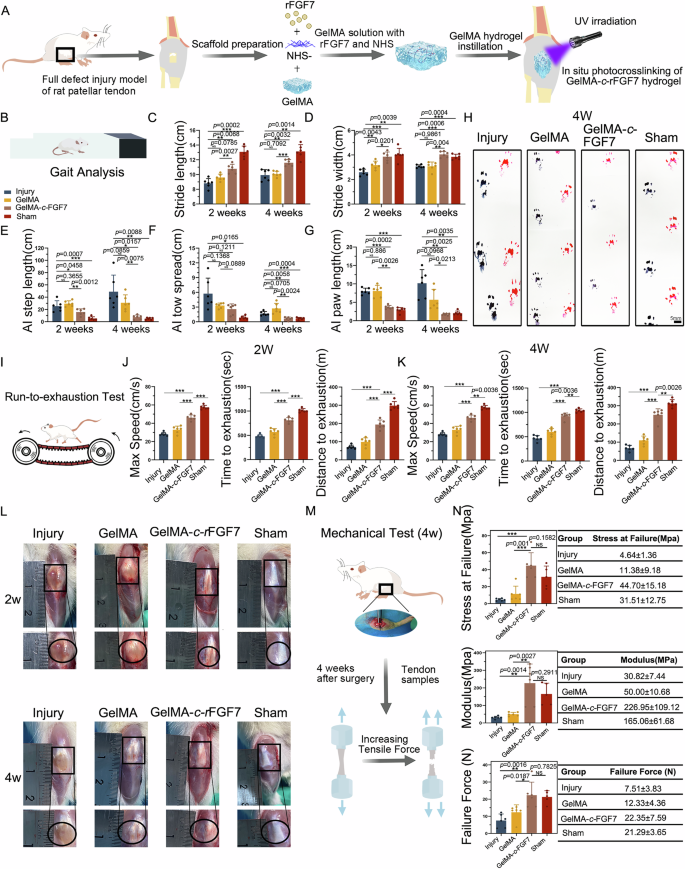 Fig. 9: Application of GelMA-c-rFGF7 promotes repair of injured patellar tendon and restores motor function in SD rats.