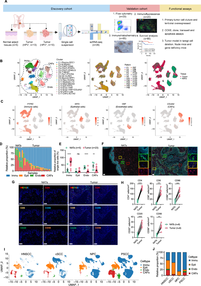 Fig. 1: Single-cell landscape of the tumor microenvironment in PSCC.