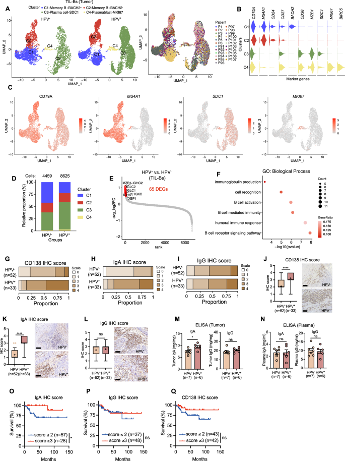 Fig. 3: IgA levels are increased in HPV+ PSCC and correlate with improved survival.