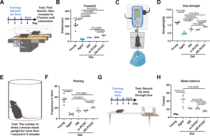 Fig. 10: HK-PCGC improves physical function of aged mice.