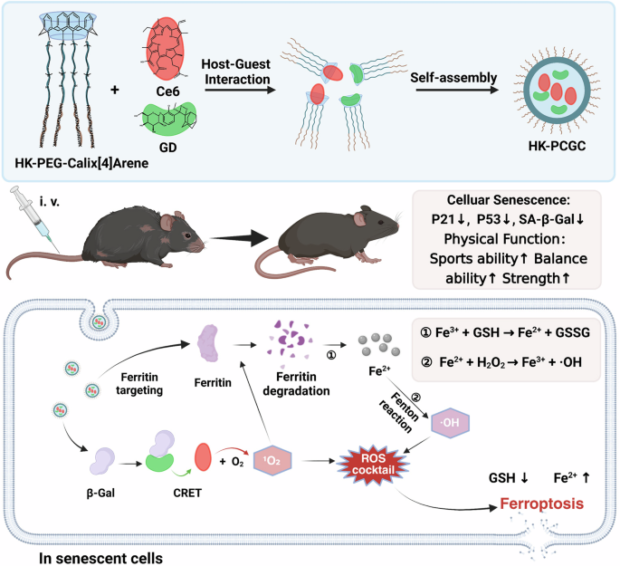 Fig. 1: Schematic diagram of the preparation of HK-PCGC nanoparticles and the injection of the drug into aged mice to improve body function in aged mice by inducing ferroptosis to remove senescent cells (CRET: Chemiluminescence resonance energy transfer.