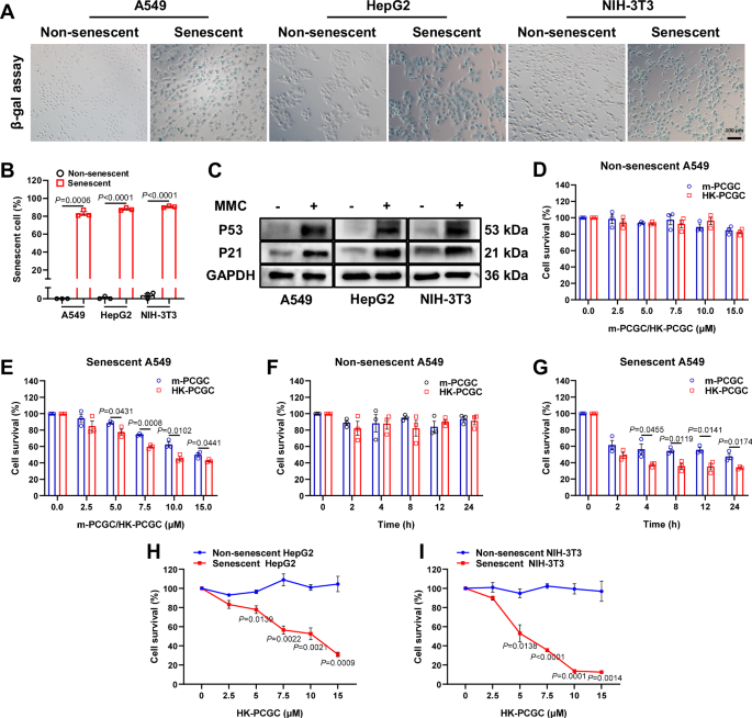 Fig. 3: HK-PCGC kills senescent cells.