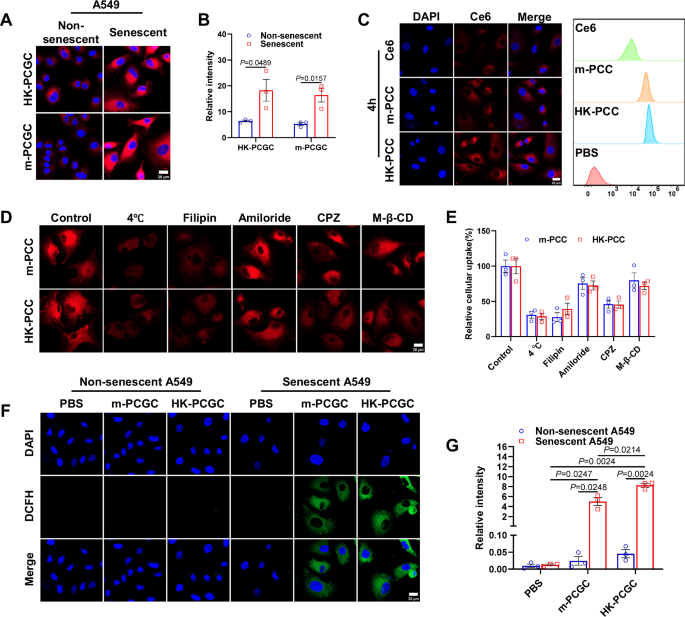Fig. 4: Cellular uptake and ROS generation.