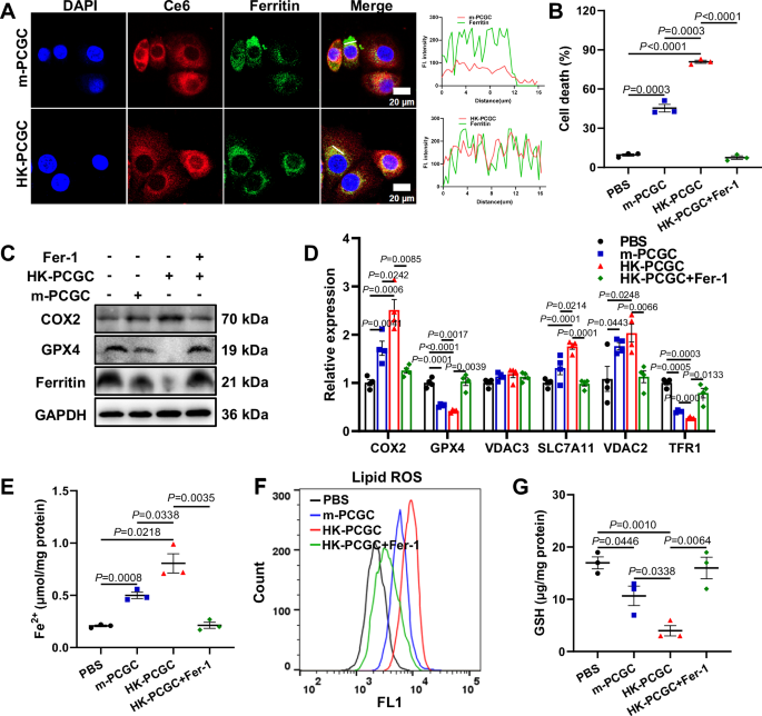 Fig. 5: HK-PCGC kills senescent cells through ferroptosis.