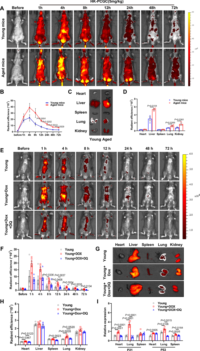 Fig. 6: Fluorescence imaging using HK-PCGC in vivo.