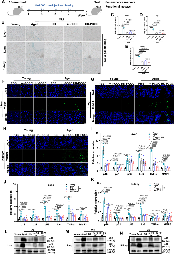 Fig. 7: HK-PCGC deletes senescent cells and attenuates senescence-associated signatures in aged mice.