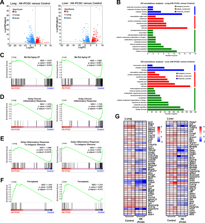 Fig. 9: Transcriptome sequencing analysis of naturally aging mice treated with HK-PCGC.