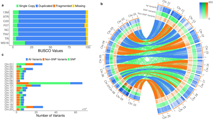 Fig. 1: PeanutMAGIC pangenomic variation.