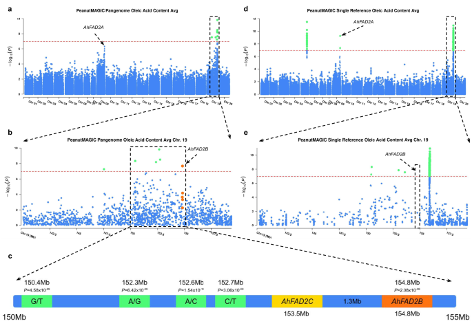 Fig. 3: Oleic acid content association with PeanutMAGIC pangenomic and single reference markers.